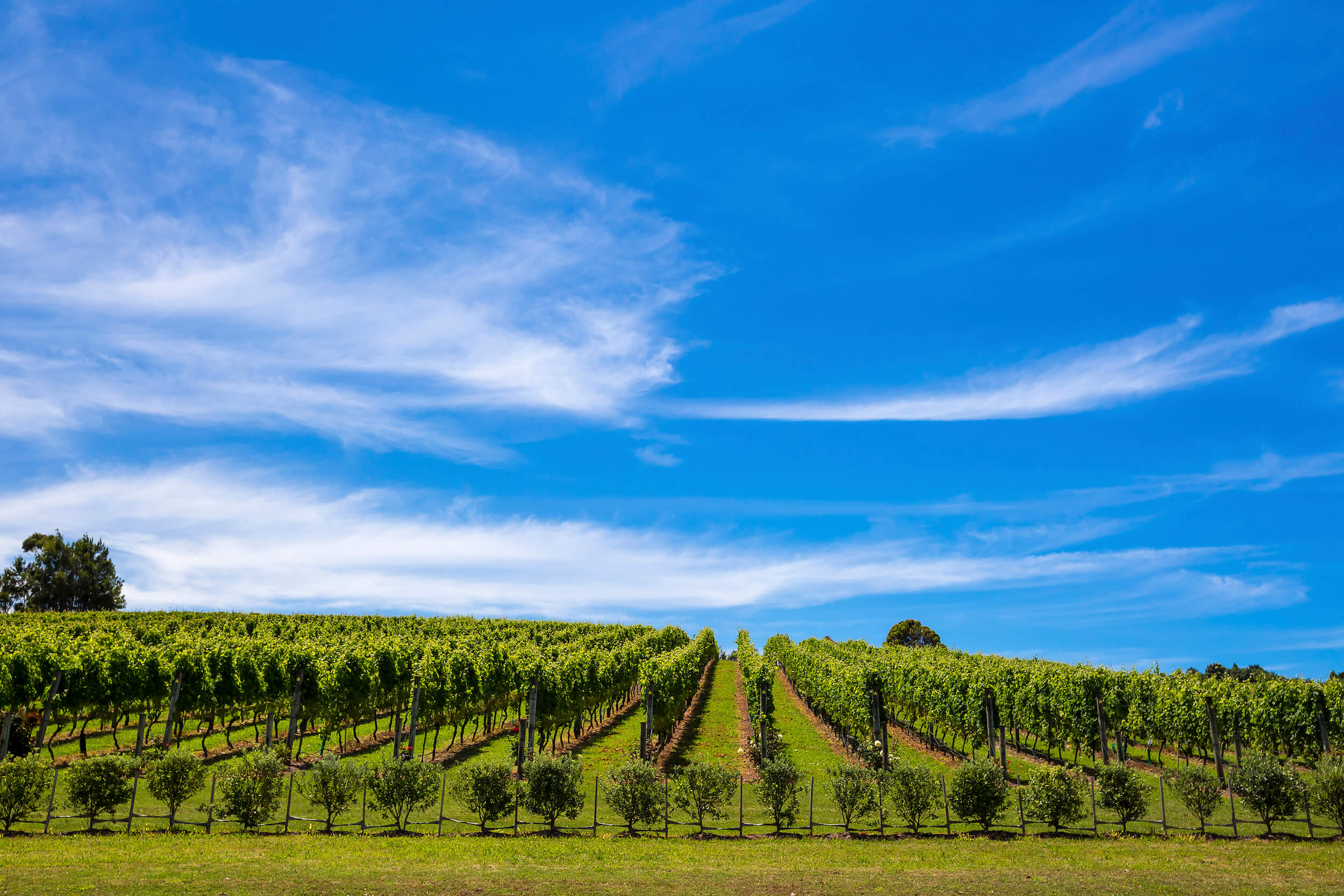 Winepress South Down Real Estates