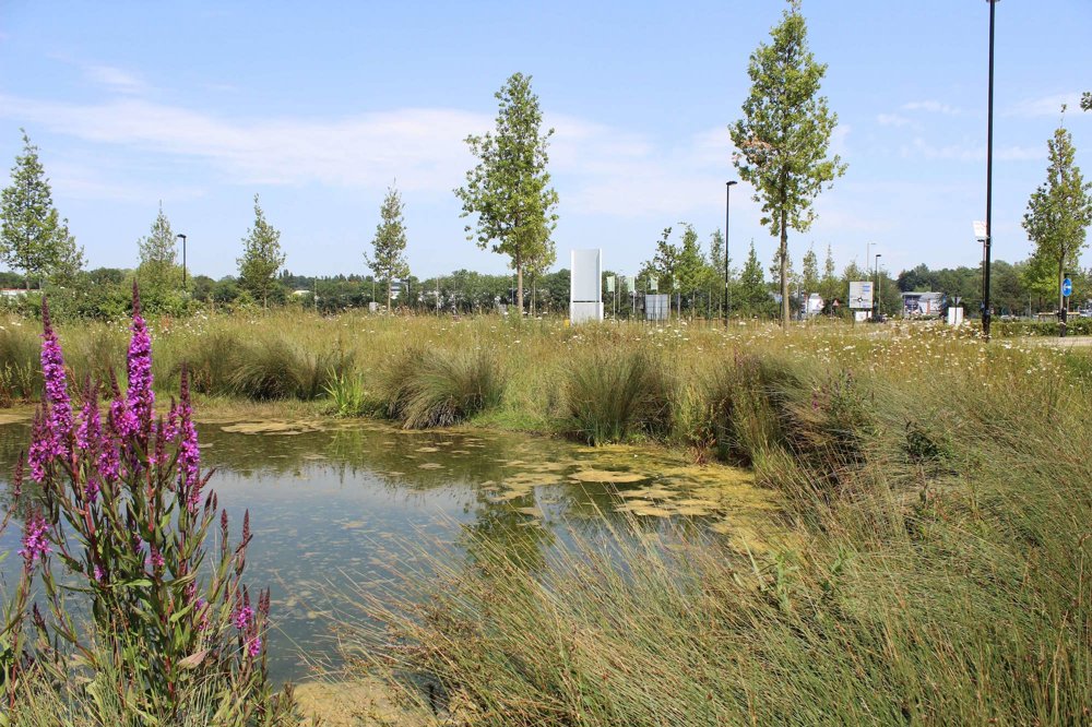Berewood: Creating a sustainable community