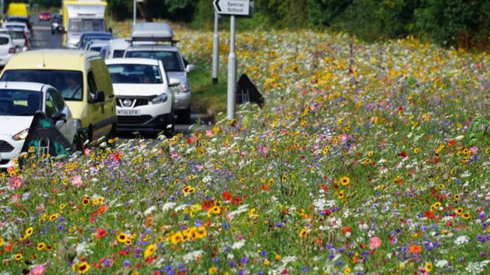 Why are England's roadsides blooming?