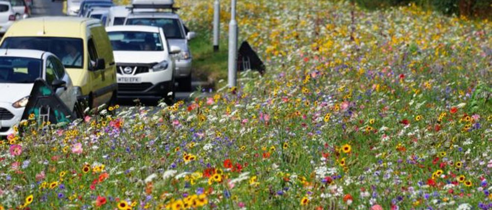 Why are England's roadsides blooming?