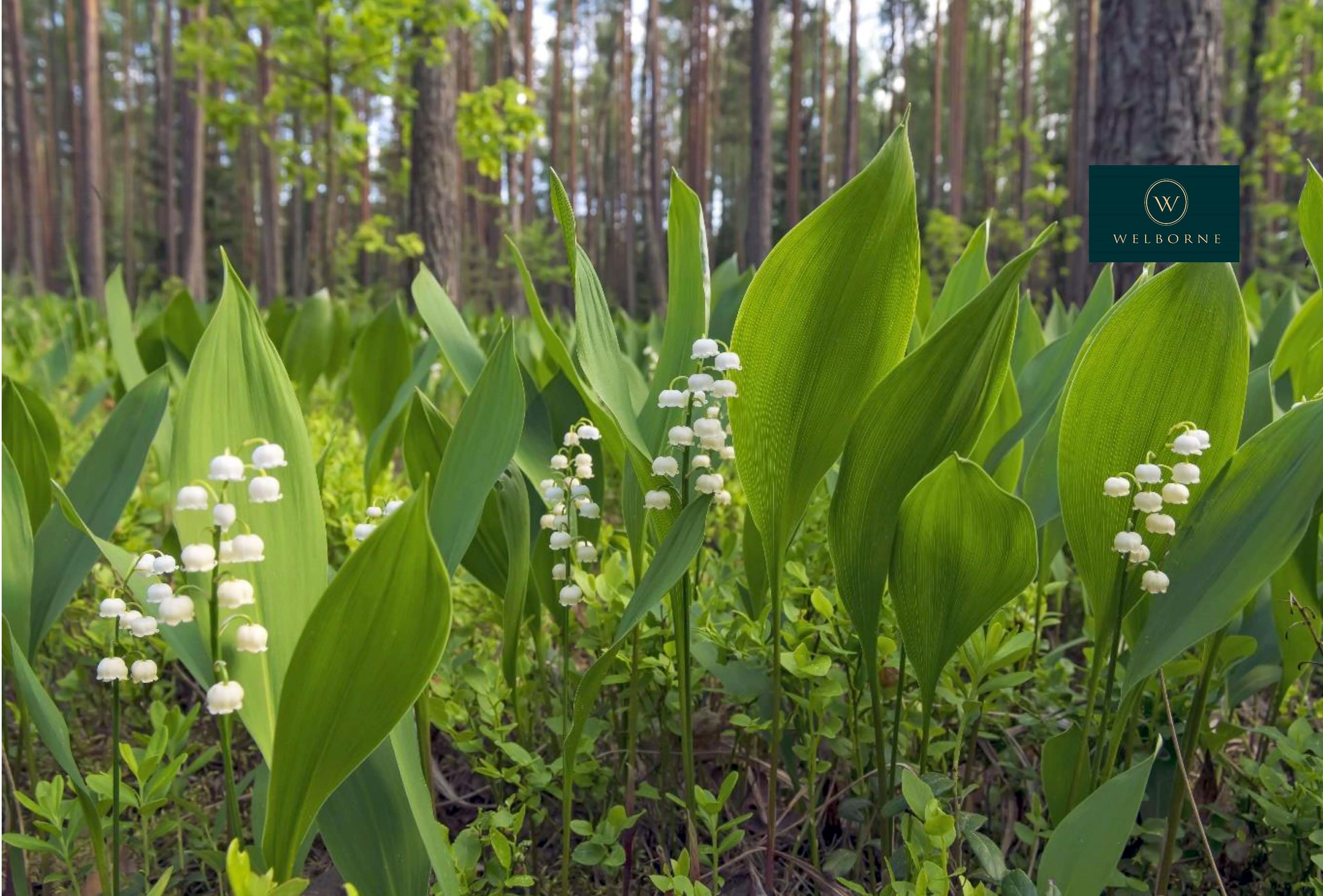 Welborne Garden Village
