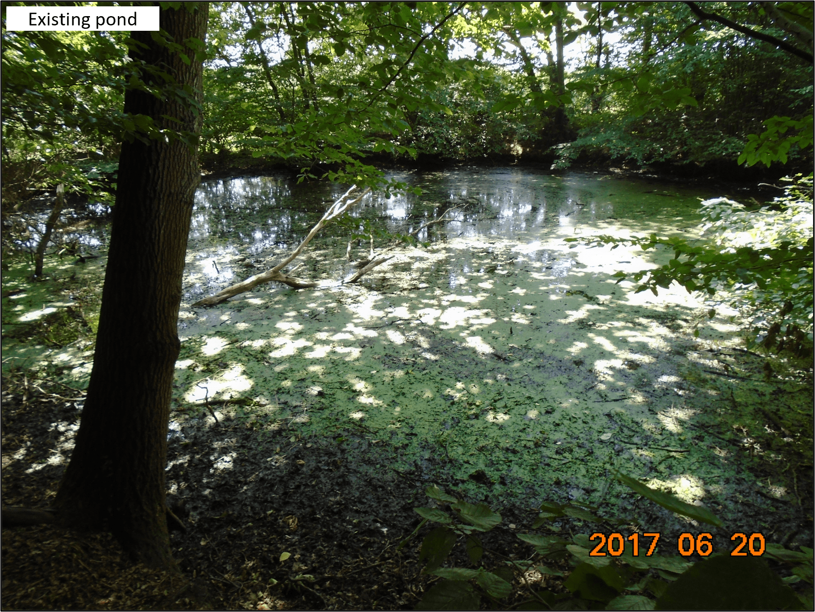 Wychwood Park / Ancient Woodlands