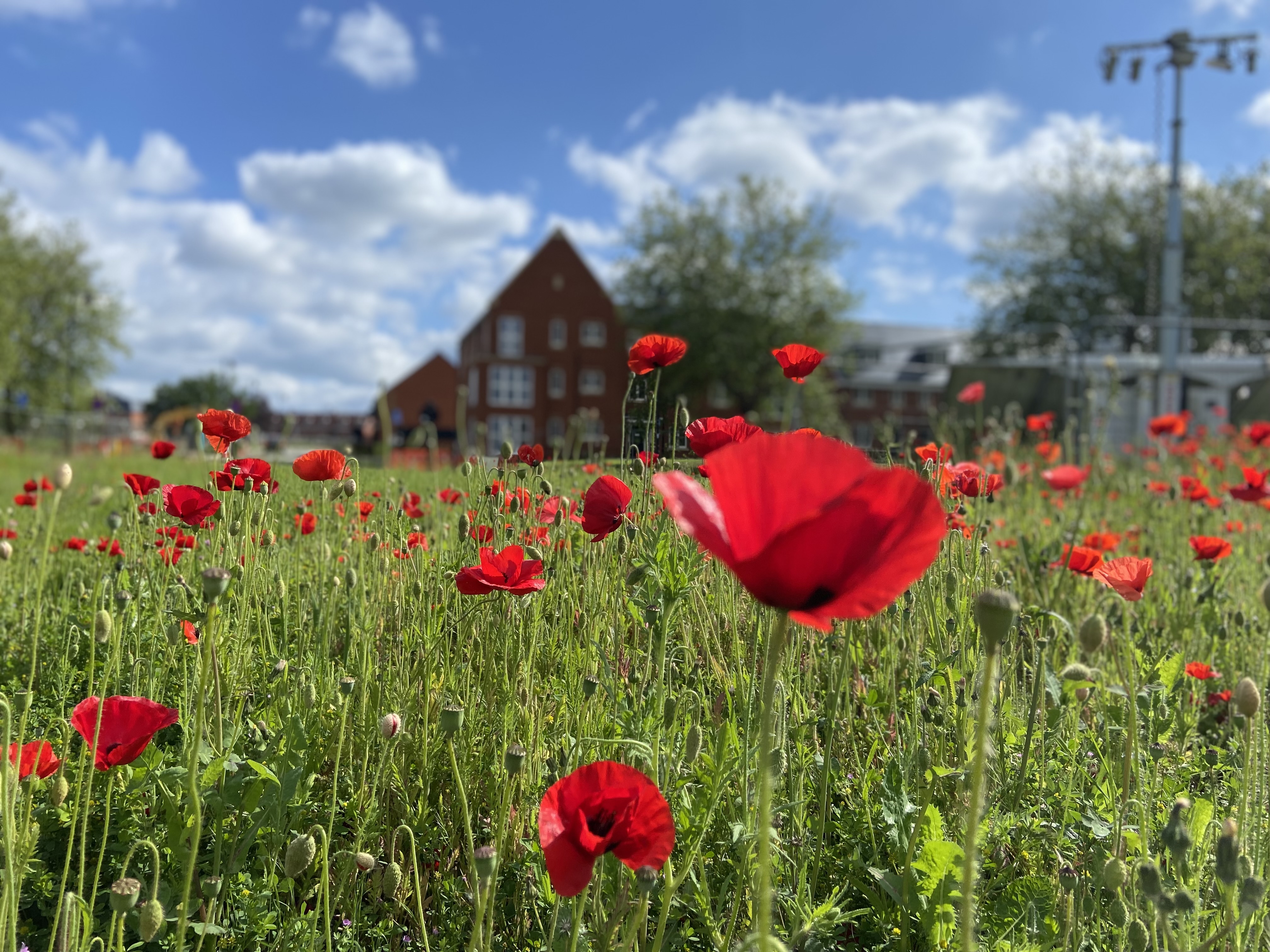 The Benefits of Storing and Reusing SINC Soil